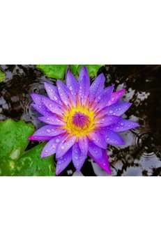 Bade Shop Nadir Mavi Renk Lotus Çiçeği Tohumu 1 Adet Egzotik Blue Lotus