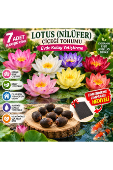 Bade Shop 7 Adet Karışık Renk Lotus (Nilüfer) Çiçeği Tohumu – Evde Kolay Yetiştirme, Çimlendirme Zımparası Hediyeli