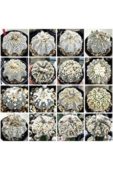 Bade 100 Adet Kaktüs Tohumu Karışık Astrophytum Astro ( 5 Ribs,kıkko,superkabuto ,star Type, V Type )