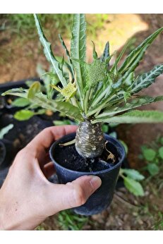 Bade 10 Adetlik Paketlerde Karışık Dorstenia Tohumları (horwodoii,crispa Yellow Spotted,foetida Ssp)