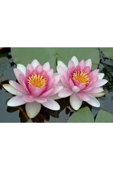 Ata Tohumculuk 10 Adet Tohum Nadir Bulunan Pembe Lotus Çiçeği Tohumu Lotus Su Çiçeği Tohumu Nilüfer Çiçeği Tohumu