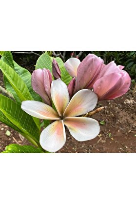 Bade Karışık Renklerde 50 Adet Plumeria Tohumu