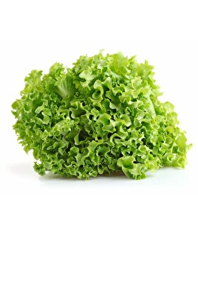 ERDEM GARDEN Doğal Marul Arapsaçı 1000 Ad. Tohum