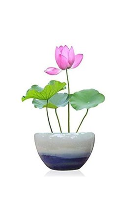Serdar Çam Tohumculuk Nadir Ithal Lotus Tohumu 1 Tohum Lotus Çiçeği Tohumu Nilüfer Tohumu Su Zambağı Tohumu Zambak Tohumu