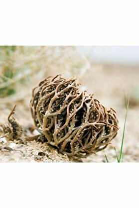 İlayda Meryem Ana Eli Otu ( Fatma Ane Eli Otu ) 50 Gr