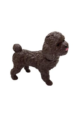 Pazarcan Köpekler - Poodle Cinsi Köpek - 1 Adet