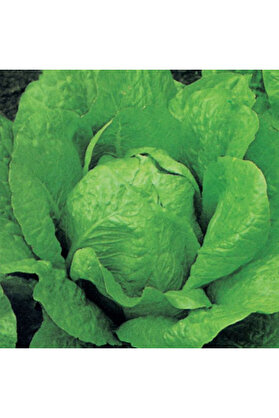 Arzuman Tohumculuk Marul Tohumu Yerli Yedikule 5 gram