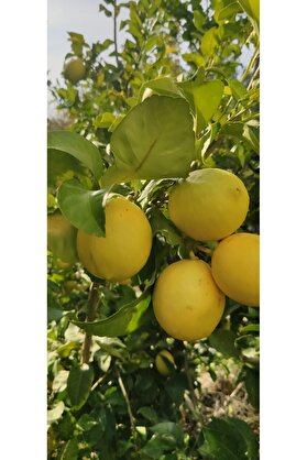 ANAMURMEYVECİM 1 Kg Limon Dalından Taze