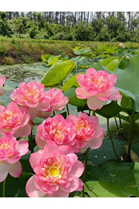Şafak Peyzaj Tohumculuk Lotus Çiçeği Tohumu Nilüfer Çiçeği 10 Adet Açık Pembe Parlak Pembe Renk (Gül Tohumu Hediyeli)