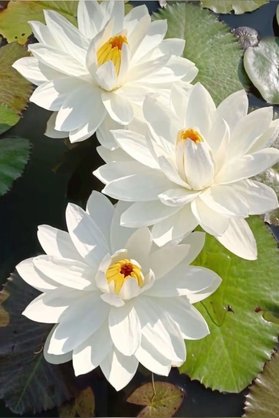 Şafak Peyzaj Tohumculuk Lotus Çiçeği Tohumu Nilüfer Çiçeği 10 Adet Beyaz Renk