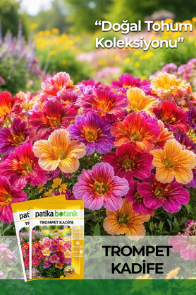 Patika Botanik 100 Adet Trompet Kadife Çiçek Tohumu