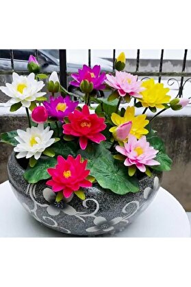 Erva Peysaj 10 Adet Tohum Lotus Çiçeği Karışık Japon Su Zambağı Kase Lotus Çiçek Yaz Çiçeği Lotus Tohumu