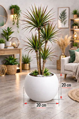 CANBOTANİK Yuvarlak Küre Saksı 20 Cm Saksı Beyaz Plastik Saksı Çiçek Saksısı