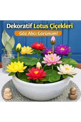 Byerdem Lotus Çiçeği Tohumu 6 Adet – Nilüfer Çiçeği Tohumu Nadir Kutsal Lotus (6) 1289954