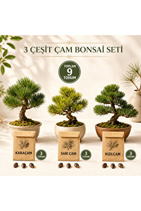 Bade Shop 3 Çeşit Çam Bonsai Tohum Seti Karaçam Sarıçam Kızılçam 3+3+3 Toplam 9 Tohum