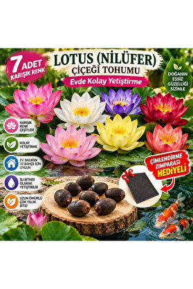 Bade Shop 7 Adet Karışık Renk Lotus (Nilüfer) Çiçeği Tohumu – Evde Kolay Yetiştirme, Çimlendirme Zımparası Hediyeli