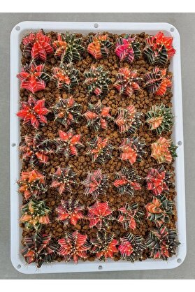 Bade 100 Adet Tohum Kaktüs Gymnocalycium Gymno Variegate Mix Karışık Tiger ,Lb , Lb Hd, Pink Diamond