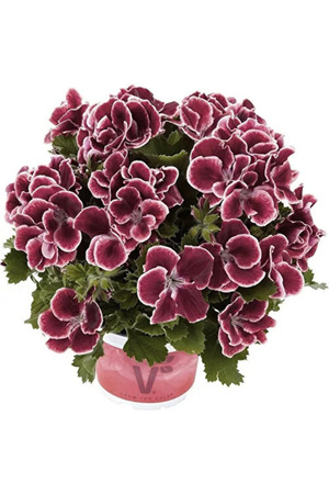 Mimoza Koyu Bordo Ceylan Gözü Sardunya Çiçeği Fidanı 10-20 Cm