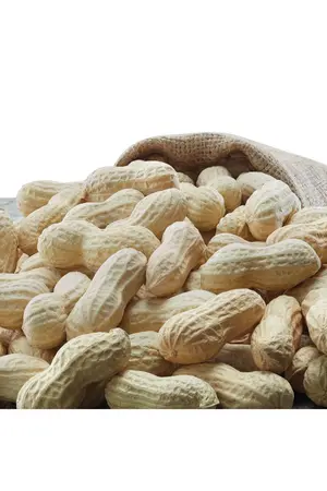 Emsal Kabuklu Tuzlu Kavrulmuş Osmaniye Yer Fıstığı 1000 G