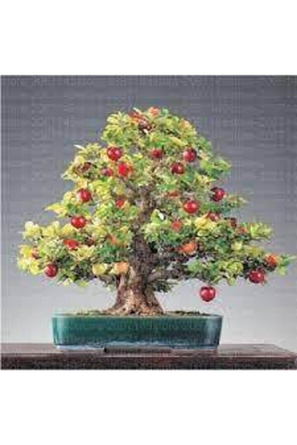 Ata Tohumculuk 5 Adet Bodur Ki̇raz Ağacı Bonsai̇ Tohumu