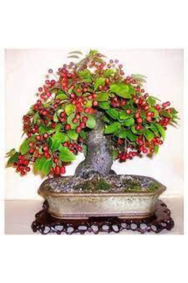 Ata Tohumculuk 5 Adet Bodur Ki̇raz Ağacı Bonsai̇ Tohumu