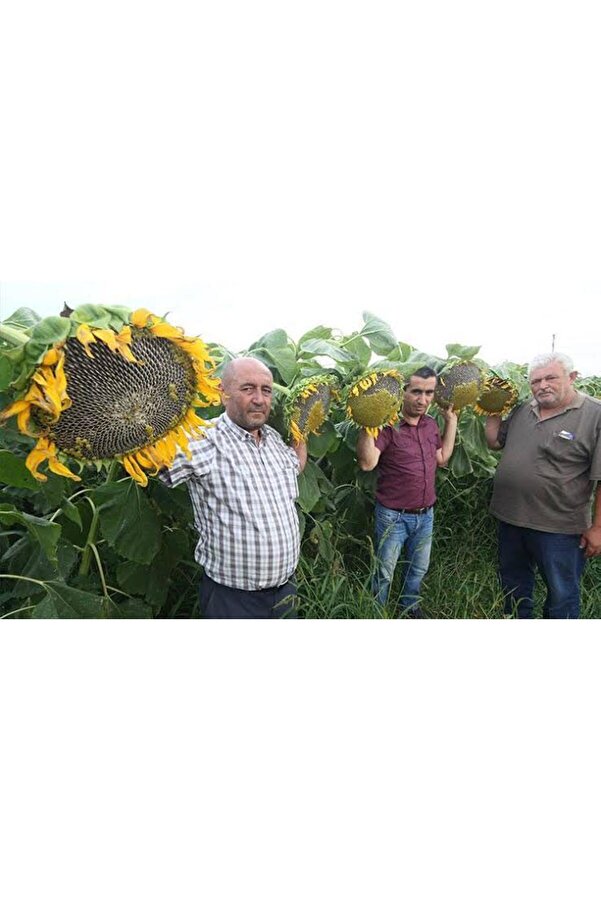 Tohumgübre 100 Adet İri̇ Taneli̇ Dev Boylu Ayçi̇çeği̇ Tohumu + Hedi̇ye Üzüm Fi̇desi̇ Tohumu