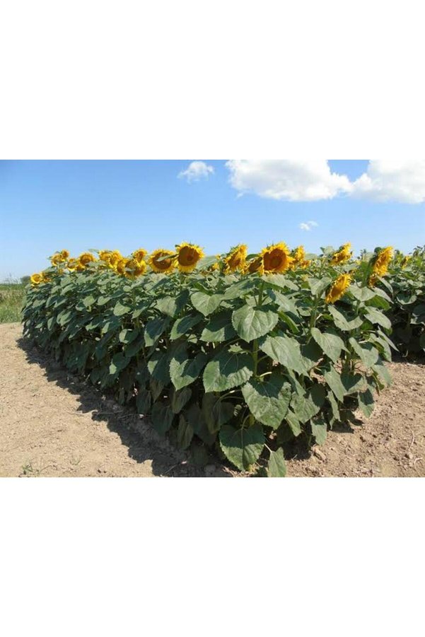 Tohumgübre 150 Adet İri̇ Çeki̇rdekli̇ Ayçi̇çeği̇ Tohumu + Hedi̇ye Üzüm Fi̇danı Tohumları