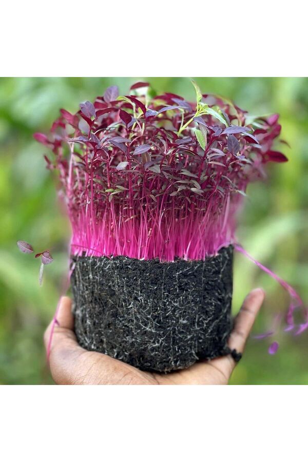 Zengarden Ev Ve Bahçe Kırmızı Amaranth Tohumu Geleneksel Şi̇falı Amaranthus Red Garnet