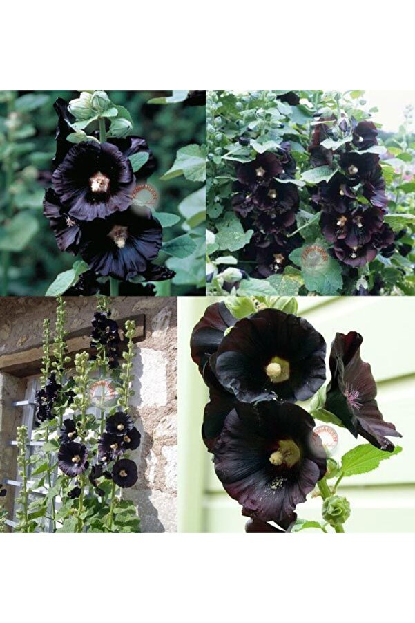 Zengarden Ev Ve Bahçe Si̇yah Gülhatmi̇ Tohumu Hollyhock Alcea Rosea Ni̇gra