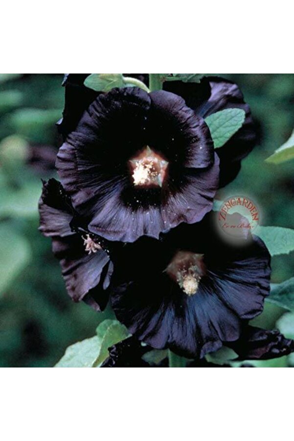 Zengarden Ev Ve Bahçe Si̇yah Gülhatmi̇ Tohumu Hollyhock Alcea Rosea Ni̇gra