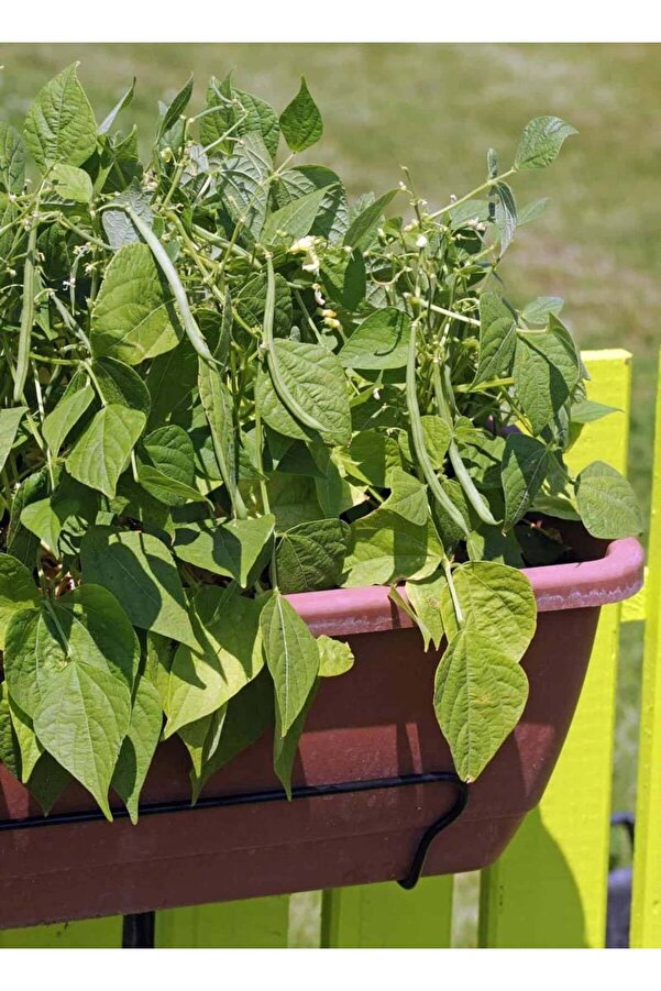 Zengarden Ev Ve Bahçe Sultan Fasulye Tohumu Oturak Çalı Ti̇pi̇