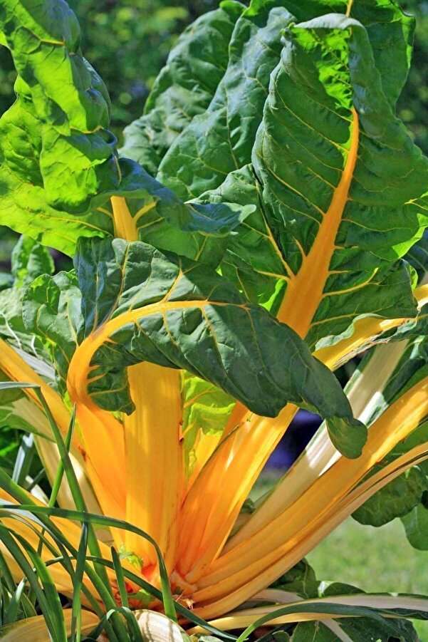 Zengarden Ev Ve Bahçe Orange Fantasi̇a Turuncu Pazı Tohumu Chard