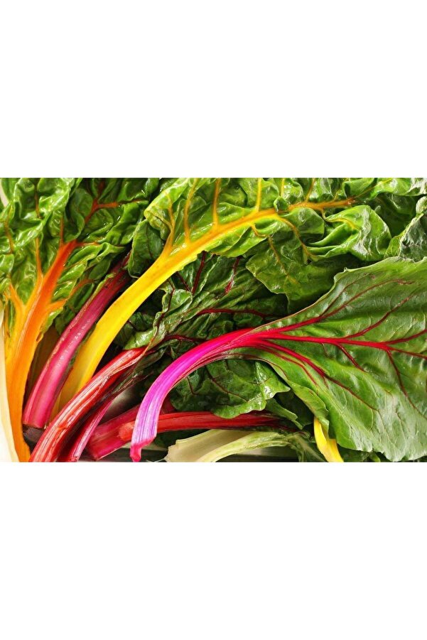 Zengarden Ev Ve Bahçe Orange Fantasi̇a Turuncu Pazı Tohumu Chard