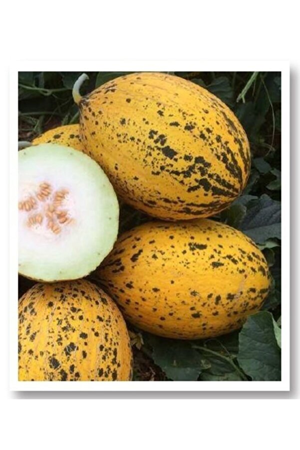 Mi̇tofarm Tohumculuk Kırkaağaç Kavun Tohumu 10Gr