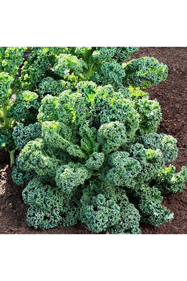 Zengarden Ev Ve Bahçe Kıvırcık Bodur Kale Lahana Tohumu Dwarf Curled Kale Vates