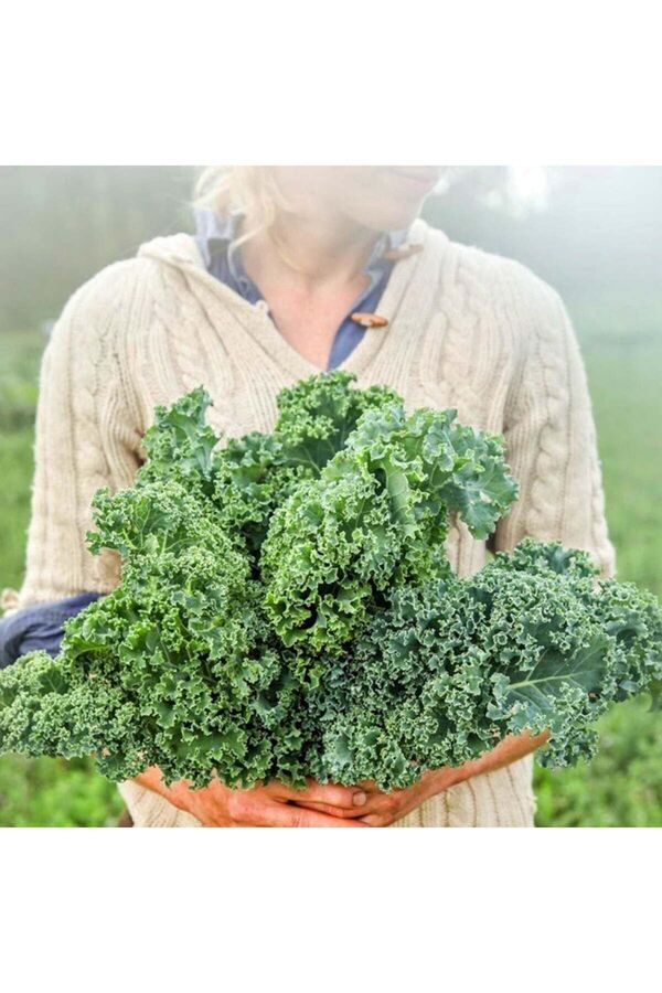 Zengarden Ev Ve Bahçe Kıvırcık Bodur Kale Lahana Tohumu Dwarf Curled Kale Vates