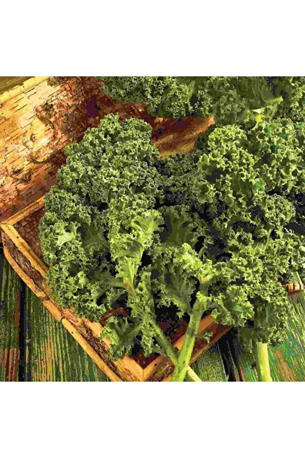 Zengarden Ev Ve Bahçe Kıvırcık Bodur Kale Lahana Tohumu Dwarf Curled Kale Vates