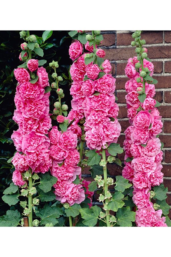 Gardenya Tohumculuk 10 Adet Pembe Renkli̇ Katmerli̇ Gül Hatmi̇ Çi̇çeği̇ Tohumu