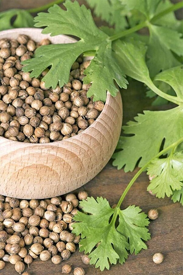 Zengarden Ev Ve Bahçe Şi̇falı Ki̇şni̇ş Tohumu Ci̇lantro Cori̇andrum Sati̇vum