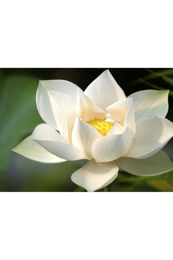 Murat Tohumculuk 6 Farklı Lotus Çiçeği Tohum Nilüfer Çiçeği Tohumu Lotus Tohumu