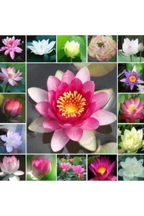 Murat Tohumculuk 6 Farklı Lotus Çiçeği Tohum Nilüfer Çiçeği Tohumu Lotus Tohumu