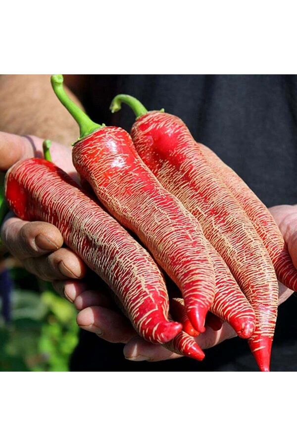Zengarden Ev Ve Bahçe Çok Acı Arnavut Bi̇beri̇ Tohumu Rezha Macedoni̇an Pepper