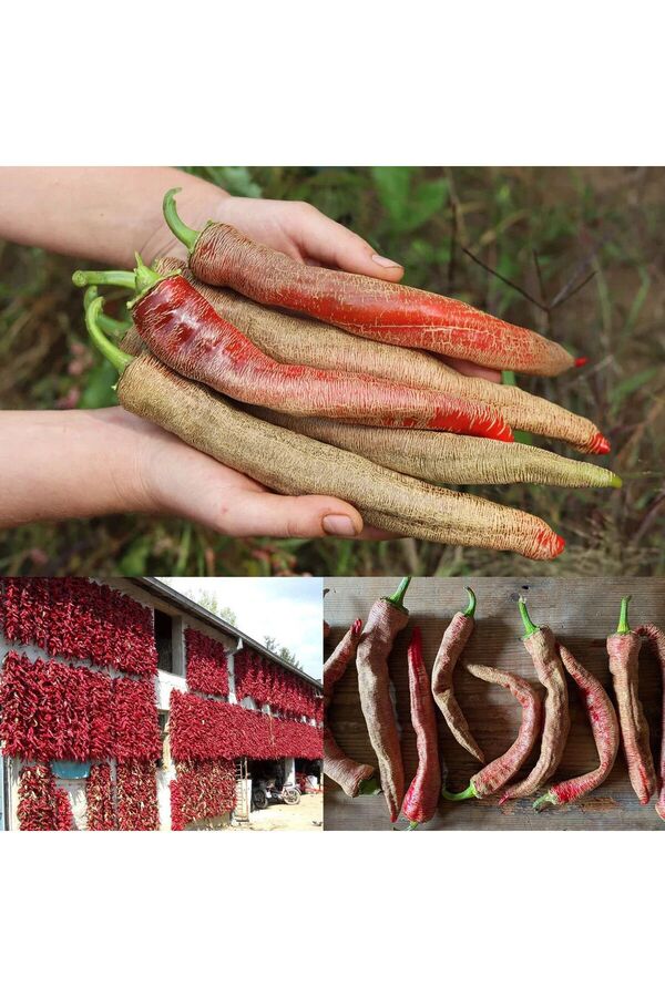Zengarden Ev Ve Bahçe Çok Acı Arnavut Bi̇beri̇ Tohumu Rezha Macedoni̇an Pepper