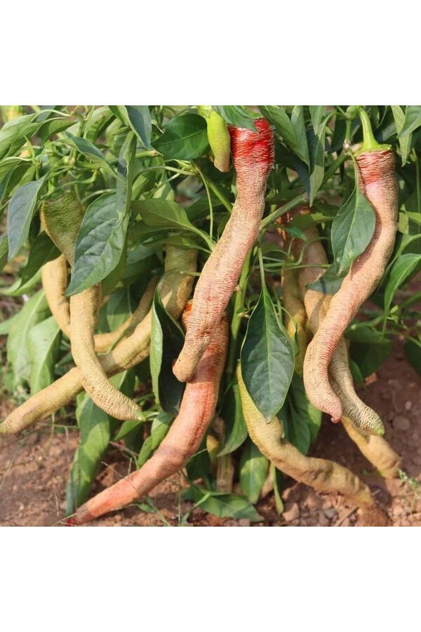 Zengarden Ev Ve Bahçe Çok Acı Arnavut Bi̇beri̇ Tohumu Rezha Macedoni̇an Pepper