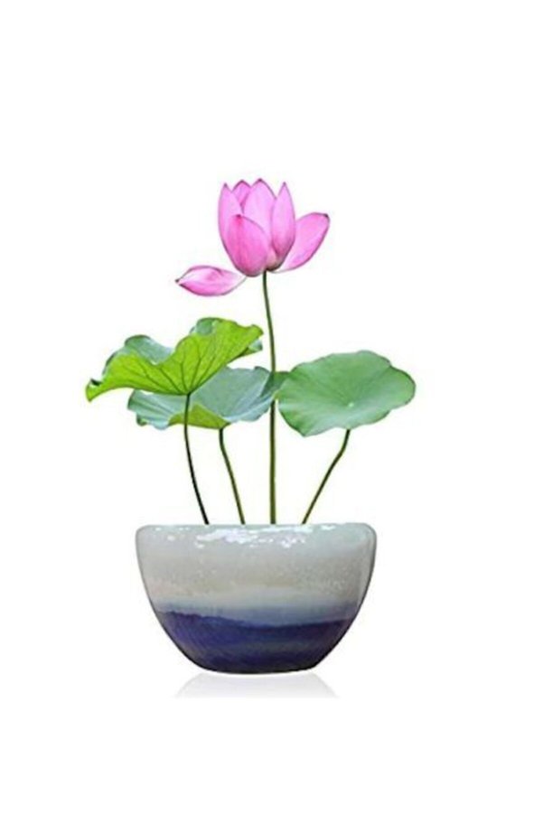Serdar Çam Tohumculuk Nadir Ithal Lotus Tohumu 1 Tohum Lotus Çiçeği Tohumu Nilüfer Tohumu Su Zambağı Tohumu Zambak Tohumu