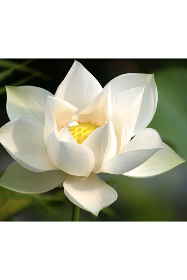 Naturel Tohum Karışık Renkli̇ Lotus Çi̇çeği̇ Tohumu