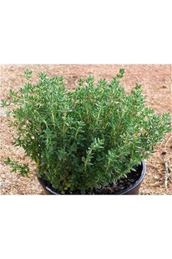 Ata Tohumculuk Tohum Organi̇k Keki̇k Tohumu Aromati̇k Dağ Keki̇ği̇ Tohumu 20 Adet