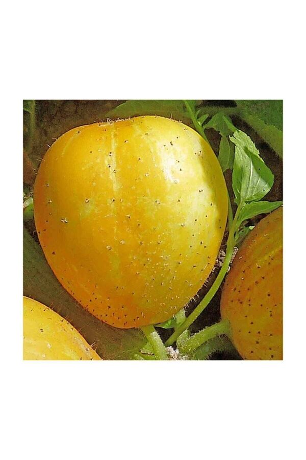 Çam Tohumculuk Nadi̇r İthal Li̇mon Salatalık Tohumu 5 Adet Tohum Sarı Salatalık Lemon Cucumber