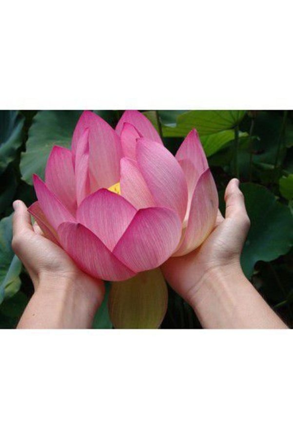 Serdar Çam Tohumculuk Nadir Ithal Lotus Tohumu 1 Tohum Lotus Çiçeği Tohumu Nilüfer Tohumu Su Zambağı Tohumu Zambak Tohumu