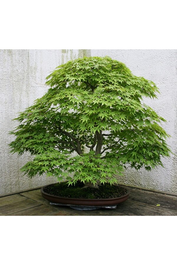 Çam Tohumculuk Bodur Japon Redwood Bonzai Ağacı Tohumu 5 Adet Bonsai Ağacı Tohumu